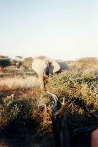 Carnets et photos de voyage en Namibie - parc de mounted eDjo